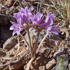 Image result for Alliaceae