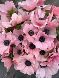 Sweet Peas, Seeds & Specialty bulbs