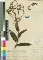 Image result for Bonatea steudneri