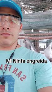 Cacatua Alba Criadero Peru