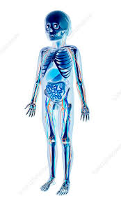 Internal Anatomy Of A Child Artwork Stock Image C001 1691 Science Photo Library