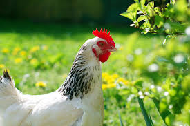 Chickens in commercial farms obviously do not live nearly that long as they're raised solely for their meat. Chicken Care Faqs Chicken Faqs Chickens Guide Omlet Us