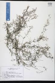 Image result for Najadaceae