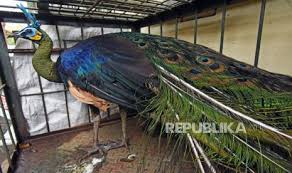 Panjangnya mencapai 300 cm dengan penutup ekor berwarna hijau. Bksda Lepas Liarkan Tiga Burung Merak Hijau Di Ujung Kulon Republika Online