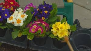 Florist one uses the best boise florists to deliver flowers to st luke's reg medical center! You Can Grow It How To Grow Colorful Blossoms In The First Flowers Of Spring Ktvb Com