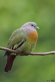 Pink Necked Pigeon 2 Green Pigeon Bird Species World Birds
