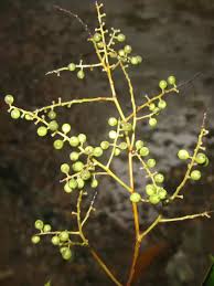 Image result for Embelia