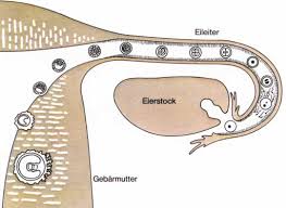 Sie können diesen zeitpunkt relativ genau bestimmen, wenn sie ihre zykluslänge und damit den termin ihres eisprungs kennen. Die Embryonalentwicklung Des Menschen