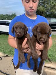 Bring your dog or cat to our veterinary clinic in east greensboro, nc. Labrador Retriever Puppies For Sale Statesville Nc 302333