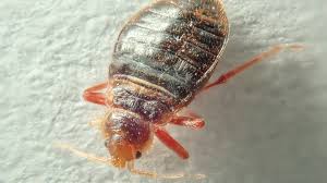 Image result for Bed Bug