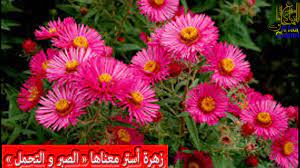 أسماء الزهور و معانيها names of flowers youtube