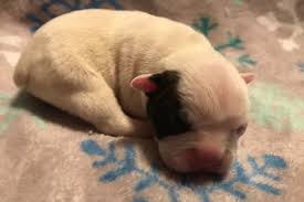 Kim chee solid brindle female. French Bulldog Puppies For Sale Nc Pets Lovers