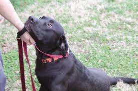 The prostate is a small gland located near the neck of the urinary bladder of male dogs. Treating Prostate Problems In Dogs News Claremoreprogress Com