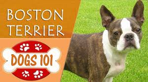 Maybe you would like to learn more about one of these? Boston Terrier Vs French Bulldog Breed Comparison