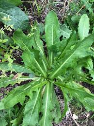 Image result for Hypochaeris