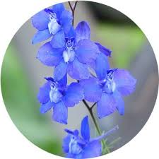 Mar 18, 2019 · with more than 100 species, the lily is know for its large, prominent flowers and long filaments. 41 Types Of Blue Flowers Proflowers Blog
