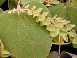 Image result for Cissampelos mucronata