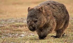 Image result for Common wombat