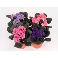 Image result for Saintpauliopsis