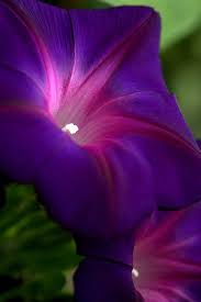 Img 1114 Amazing Flowers Purple Flowers Beautiful Flowers