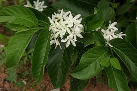 Image result for Holarrhena pubescens