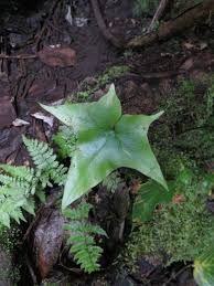 Image result for Asplenium uhligii