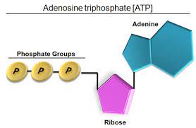 Atp cup medvedev clinches atp cup title for russia russian no. How Does Atp Store And Release Energy Socratic