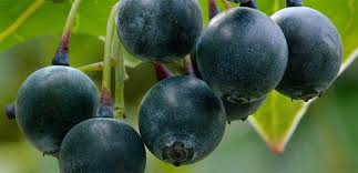 Fruit is large and juicy, usually the first variety to ripen, o'neal is considered by some to have the best flavor of all the southern highbush blueberries, with consistent quality throughout harvest. Blueberry O Neal The Diggers Club