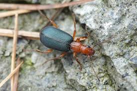 Prskavec je velký 5 až 15 mm, ploché tělo má dlouze protaženo, krovky jsou kratší než tělo, vyčnívá mu špičatý zadeček. Prskavec Vetsi Brachinus Crepitans Pavel Krasensky