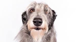 They are very loving and will bond with the entire family. Scottish Deerhound Dog Breed Information Care Your Pet Dog Or Cat Online Plupetstore Com