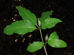 Image result for Grevea