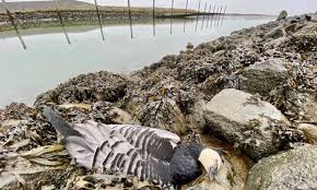 Carlo caduff untersucht die angst vor pandemien in hochentwickelten gesellschaften. Aktuell Vogelgrippe An Der Schleswig Holsteinischen Westkuste Nationalpark Wattenmeer