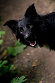 Black And White Herding Dog Breeds Border Collie I Also Have A Black Border Collie He Has Not White At All On Him Bordercollie Black Dog Day Black Dog Collie Dog
