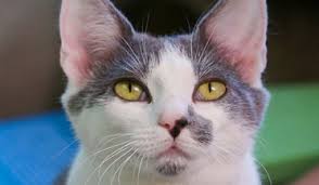 Lakes Region Humane Society