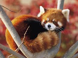 Browse through some of the most creative and wonderful among us wallpaper, then save to your favorites or have the among us background extension shuffle the wallpapers every time you open a new tab. 240 Red Panda Hd Wallpapers Background Images