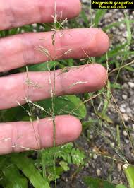 Image result for Eragrostis plana