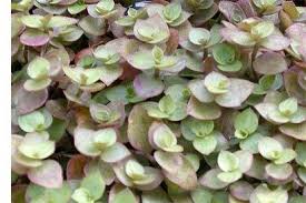 Noch Ein Geheim Tipp Fur Katzen Golliwoog Oder Kriechendes Schonpolster In 2020 Ungiftige Pflanzen Fur Katzen Pflanzen Katzengarten