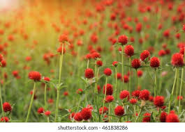 Image result for Gomphrena martiana