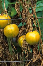 Image result for tomato seedling fusarium wilt