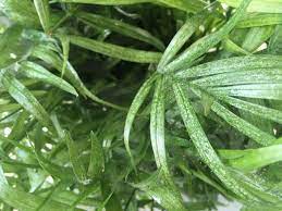 We will show how to recognise the damage and how to fight the annoying spider mites naturally and with household remedies. How To Get Rid Of Spider Mites Indoors My City Plants