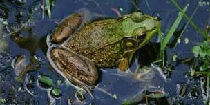 NJ Audubon: Fabulous Frogs of North Central NJ