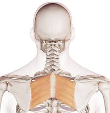 Weak, unused muscles in your back and abdomen might lead to back pain. Take Charge Of Your Upper Back Pain