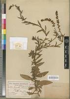 Image result for Lysimachia ruhmeriana