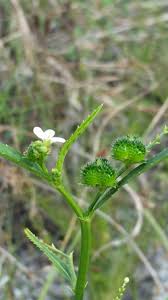 Image result for Caperonia