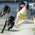 Greyhound racing in QLD 'up to the challenge of reform'