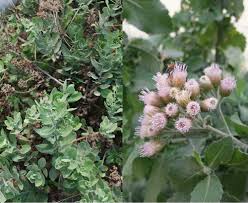 Image result for Pluchea dioscoridis