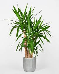 Image result for Yucca gigantea