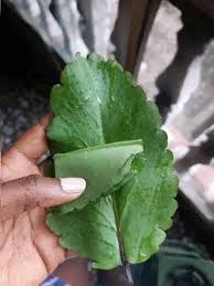 Image result for Eragrostis mildbraedii