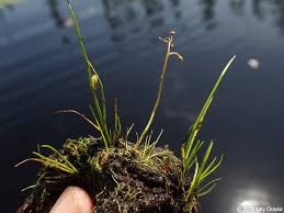 Image result for Schoenoplectiella