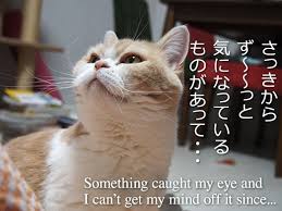 小雪が狙う黒いアレ the black thing that koyuki stares at 小雪の怒ってなどいない vol 130 ねこのきもちweb magazine 猫 キュートな猫 ねこ